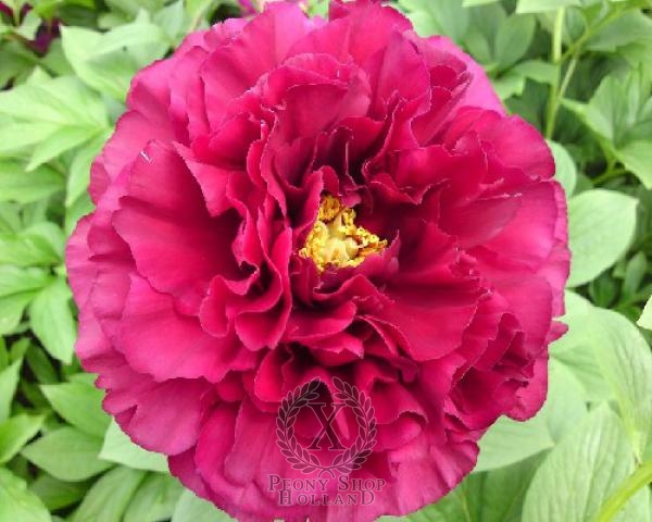 Peony Old Faithful