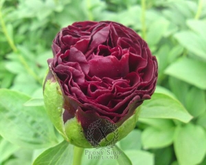 Thumbnail of Peony Old Faithful, image 2 of 2