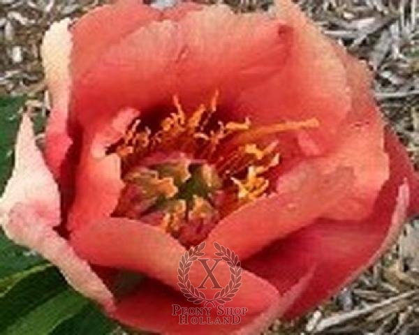 Peony Old Rose Dandy, image 1 of 1