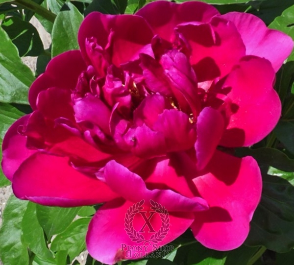 Peony Old Soldier, image 1 of 1