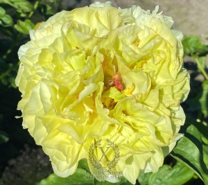 Thumbnail of Peony Olive Branch®, image 1 of 1
