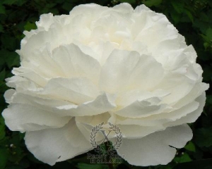 Thumbnail of Peony Omeo Snow, image 1 of 1