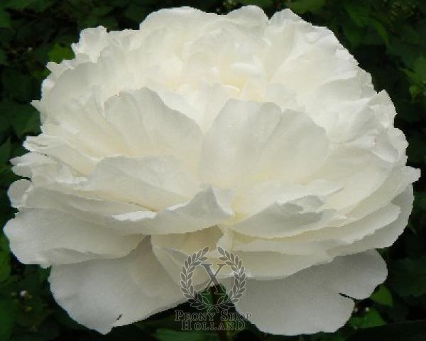 Peony Omeo Snow