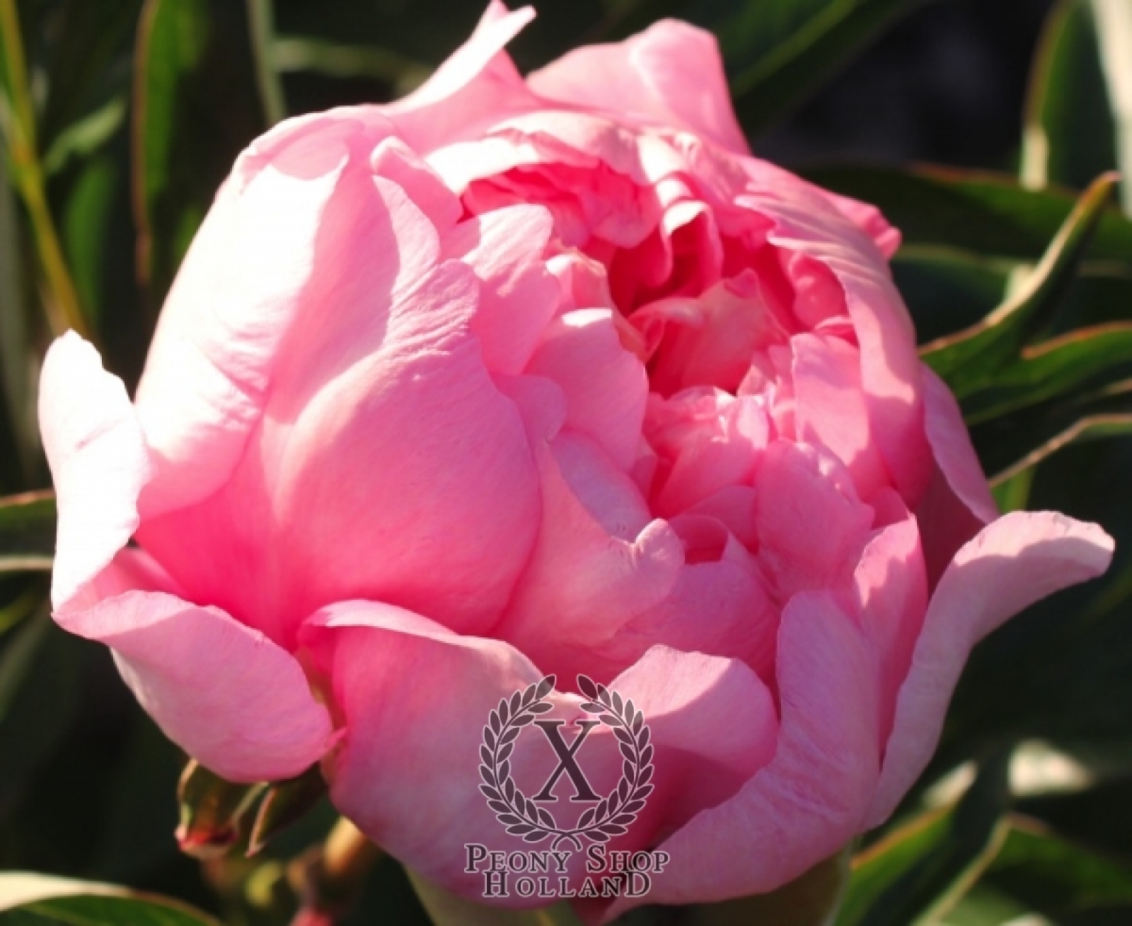 Peony Oochigeas Itoh Hybrid at peony nursery