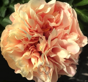 Thumbnail of Peony Oplontis®, image 1 of 8