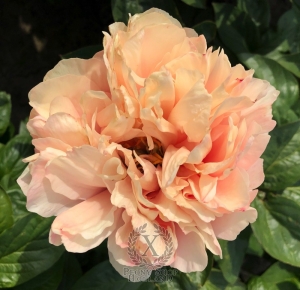 Thumbnail of Peony Oplontis®, image 2 of 8