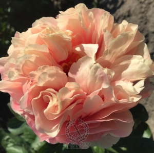 Thumbnail of Peony Oplontis®, image 3 of 8