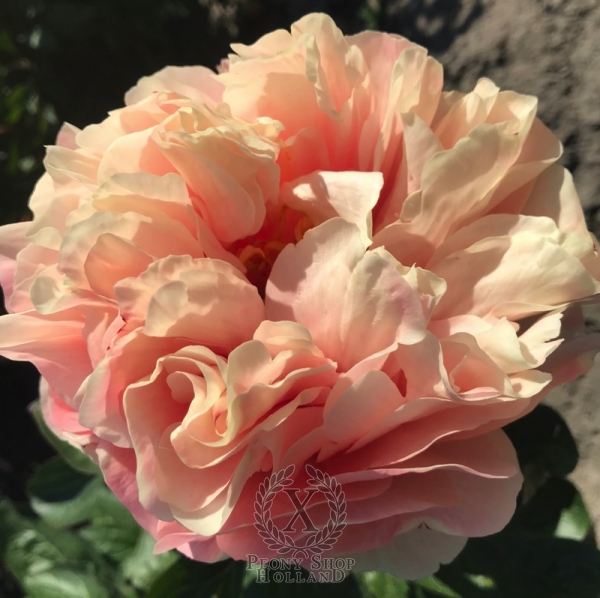 Peony Oplontis®, image 3 of 8