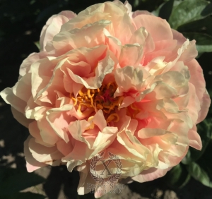 Thumbnail of Peony Oplontis®, image 4 of 8