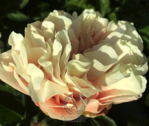 Thumbnail of Peony Oplontis®, image 5 of 8