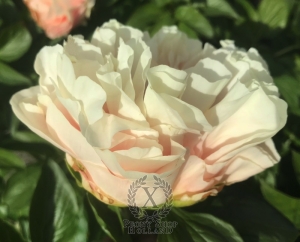 Thumbnail of Peony Oplontis®, image 6 of 8