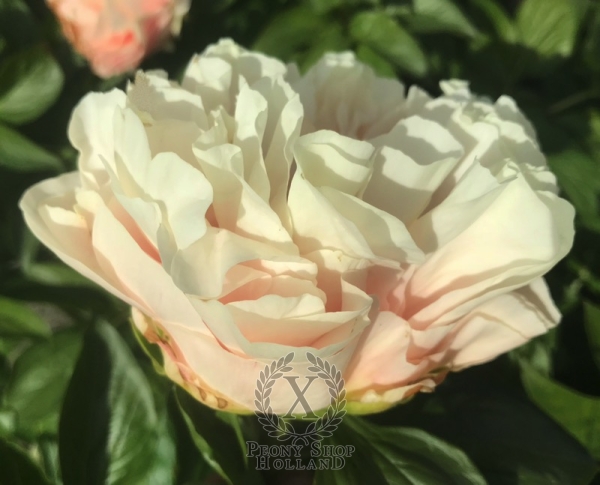 Peony Oplontis®, image 6 of 8