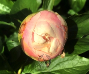 Thumbnail of Peony Oplontis®, image 7 of 8