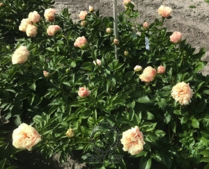 Thumbnail of Peony Oplontis®, image 8 of 8