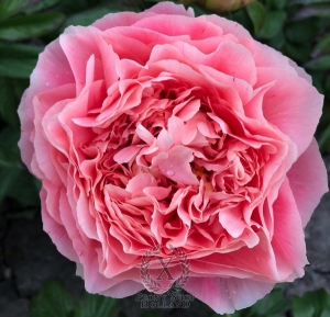 Thumbnail of Peony Ostia Antica®, image 1 of 4