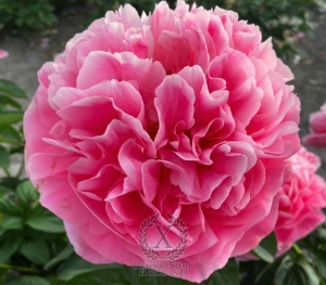 Thumbnail of Peony Ostia Antica®, image 3 of 4