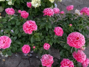 Thumbnail of Peony Ostia Antica®, image 4 of 4