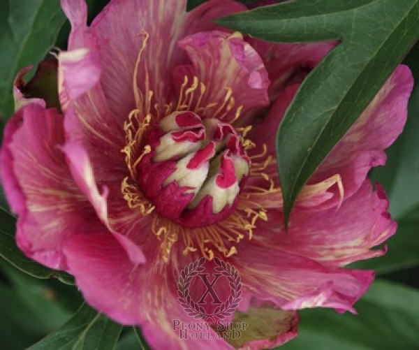 Peony Out of Control ~ Itoh Hybrid