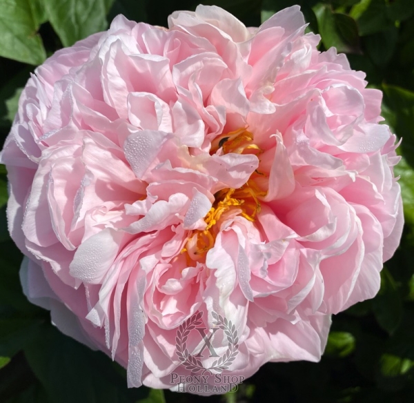 Peony Owl of Minerva®