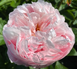 Thumbnail of Peony Owl of Minerva®, image 2 of 7