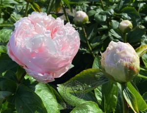 Thumbnail of Peony Owl of Minerva®, image 3 of 7