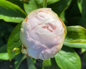 Thumbnail of Peony Owl of Minerva®, image 4 of 7