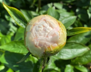 Thumbnail of Peony Owl of Minerva®, image 5 of 7