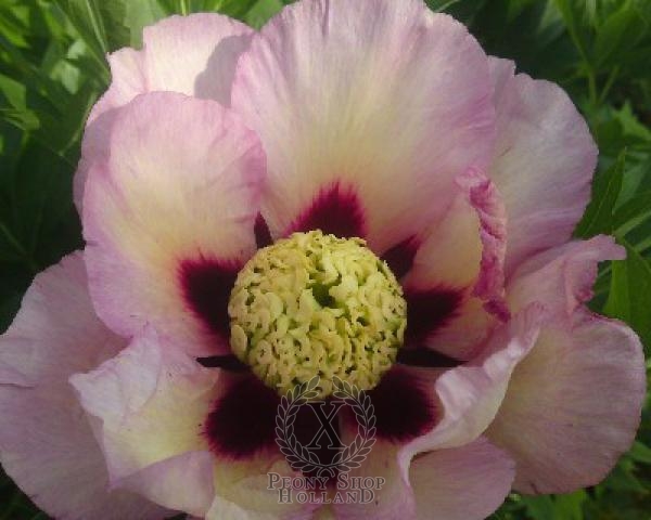 Peony Pastel Splendor