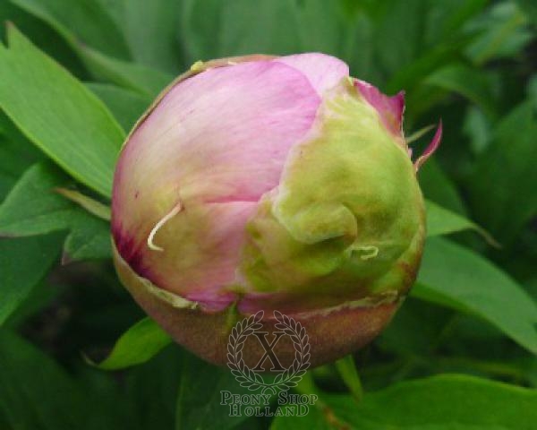 Peony Pastel Splendor, image 2 of 2