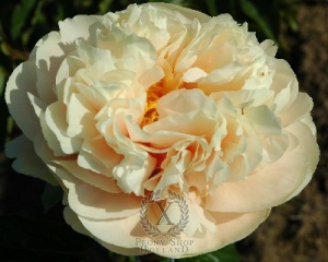 Thumbnail of Peony Pastelegance, image 1 of 2