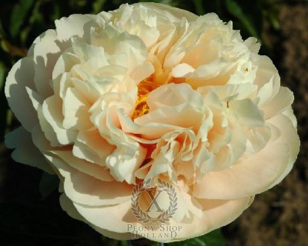 Peony Pastelegance