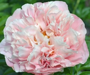 Thumbnail of Peony Pastelorama, image 1 of 1