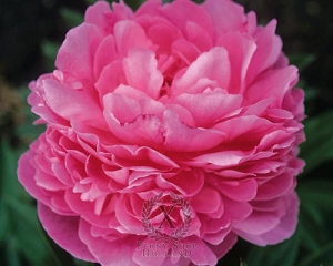 Thumbnail of Peony Paul Bunyan, image 1 of 1