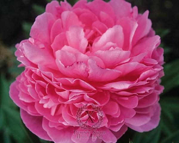 Peony Paul Bunyan, image 1 of 1