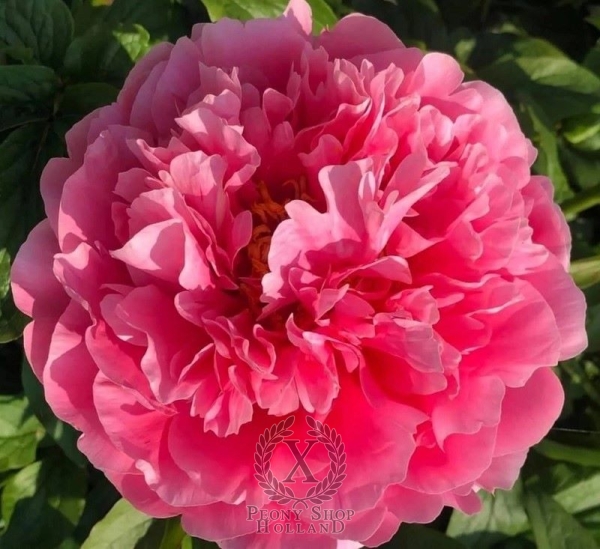 Peony Pax Deorum