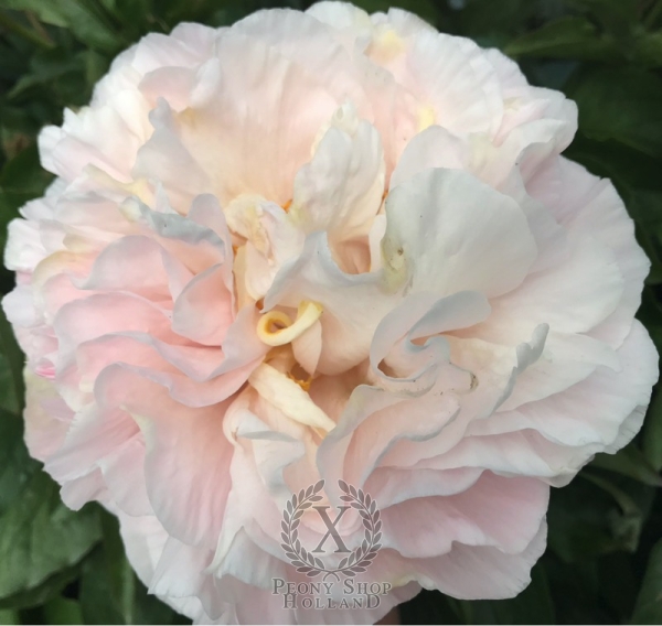 Peony Pax Romana®