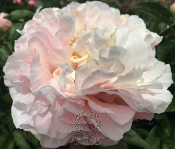 Peony Pax Romana®, image 2 of 6