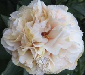 Thumbnail of Peony Pax Romana®, image 3 of 6