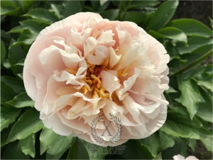 Thumbnail of Peony Pax Romana®, image 4 of 6