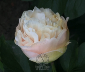 Thumbnail of Peony Pax Romana®, image 5 of 6