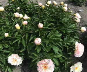 Thumbnail of Peony Pax Romana®, image 6 of 6