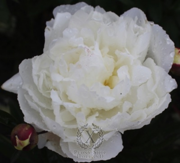 Peony Pearl S. Buck, image 1 of 1