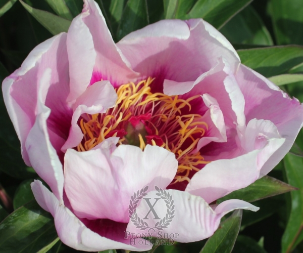 Peony Peekaboo Flash, image 1 of 1