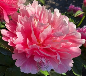 Thumbnail of Peony Perseus & Andromeda, image 1 of 1