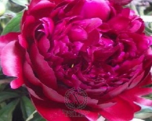 Thumbnail of Peony Peter Brand, image 1 of 1