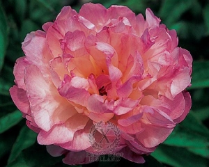 Thumbnail of Peony Petite Elegance, image 1 of 1