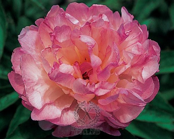 Peony Petite Elegance