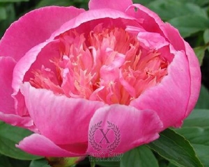 Thumbnail of Peony Petite Renée, image 1 of 1