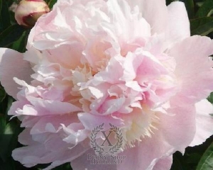 Thumbnail of Peony Petticoat Flounce, image 1 of 1