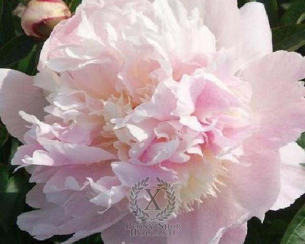 Peony Petticoat Flounce